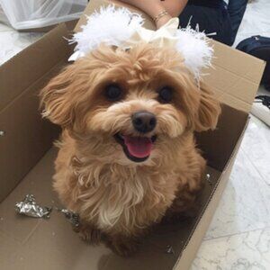 Meet your Posher, Dillonla